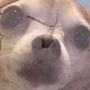 Meet your Posher, Cayden